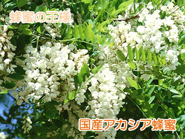 国産レンゲ蜂蜜