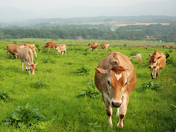 ジャージー牛放牧風景